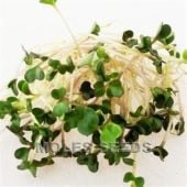 Chinese Cabbage Sprouting Seeds SS7-1000_Base